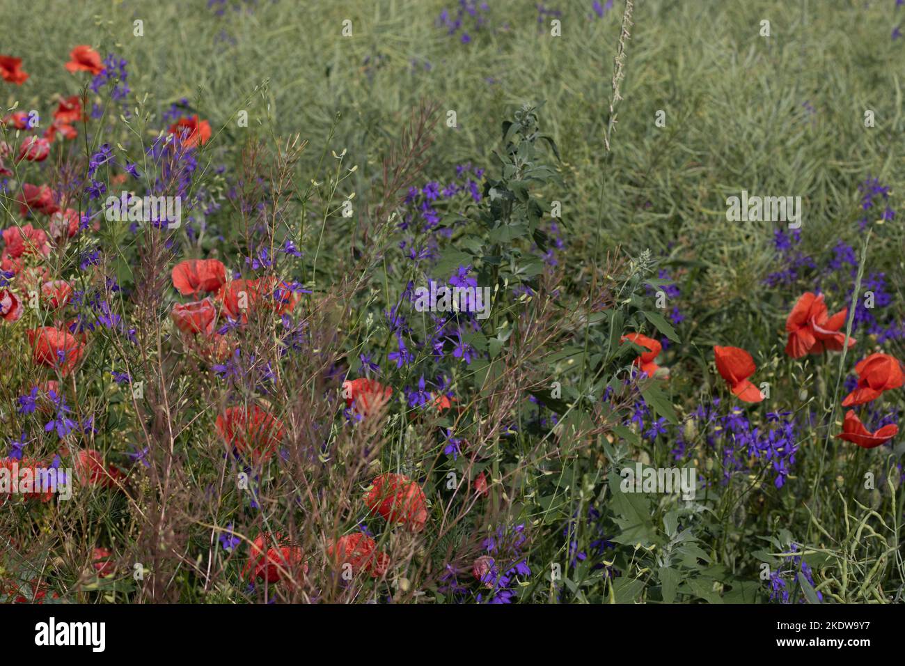 Wild poppies Papaver rhoeas and Forking larkspur Consolida regalis blooming in summer field in sunny day - selective focus Stock Photo