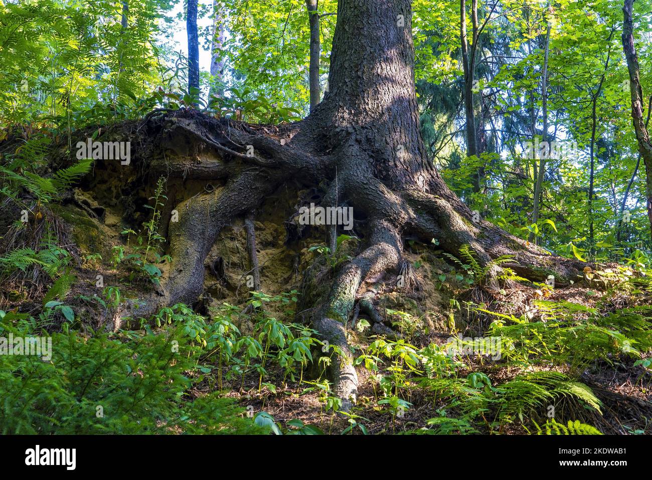 The roots of the old spruce are intertwined on the slope of the ravine ...