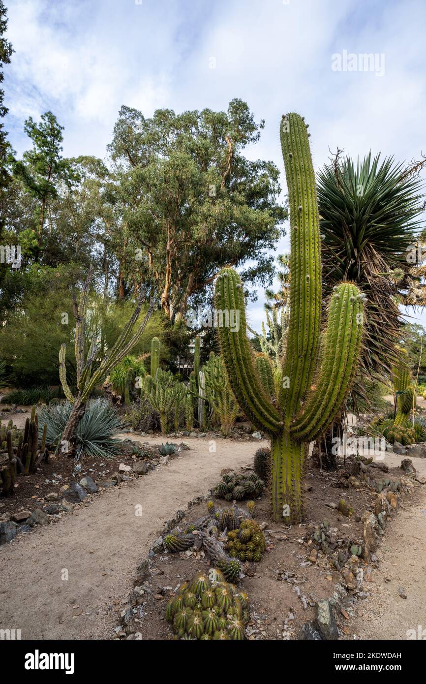 Cactus Garden During a Late Afternoon in Autumn  | California Stock Photo