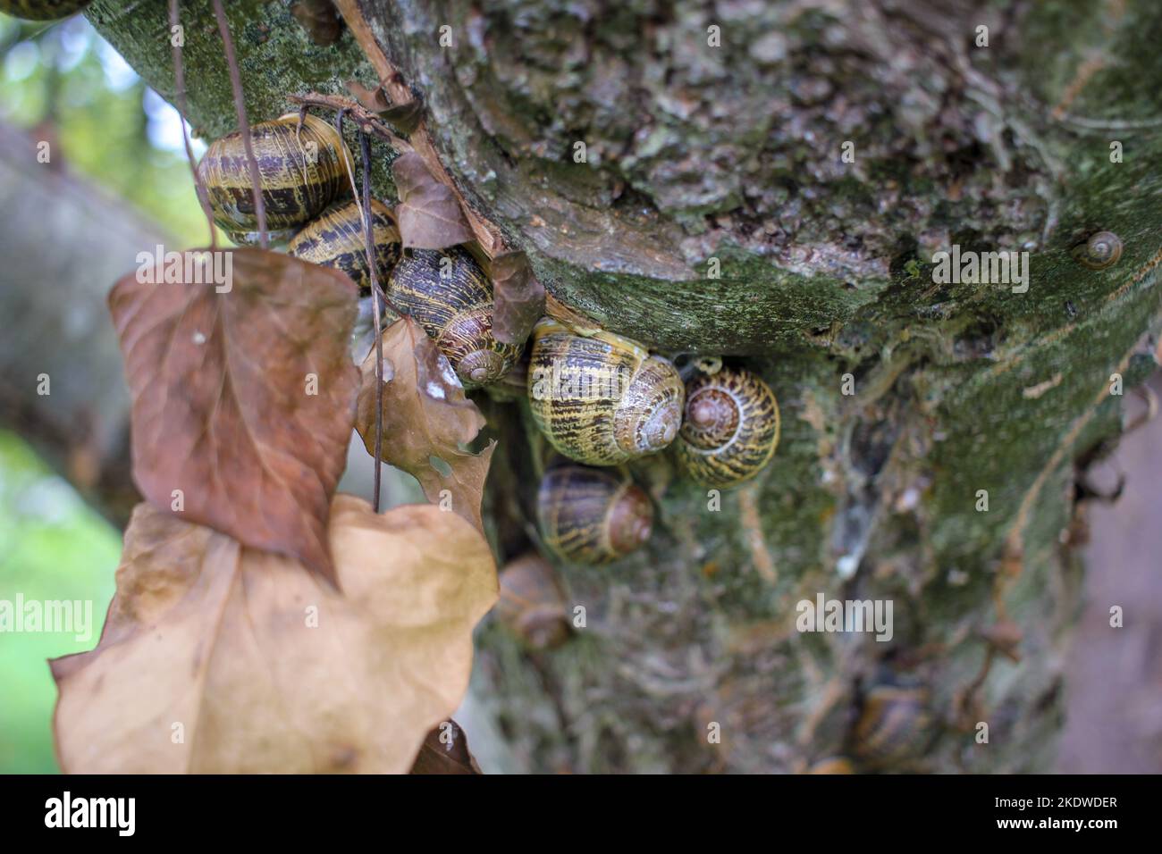 some snails living together in a tree Stock Photo Alamy