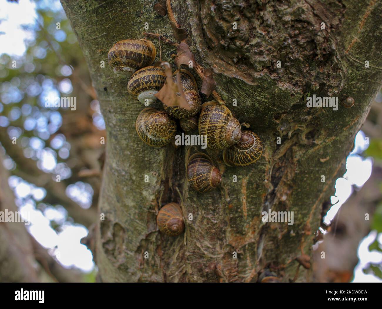 some snails living together in a tree in an orchard Stock Photo Alamy