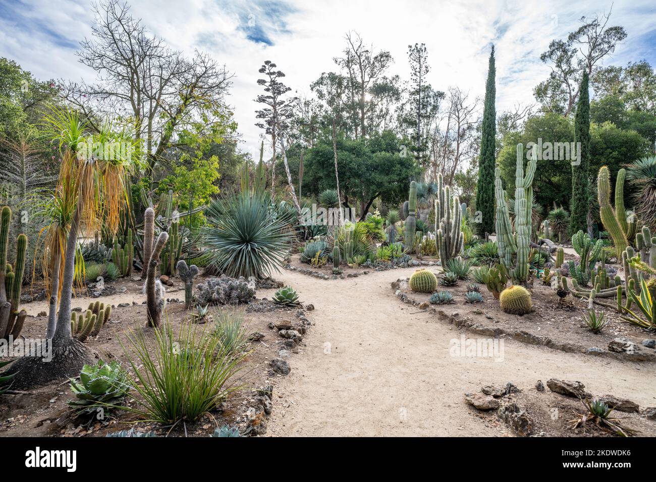 Cactus Garden During a Late Afternoon in Autumn  | California Stock Photo