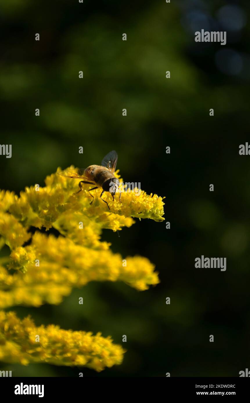 Wild flowers in the forest Stock Photo Alamy