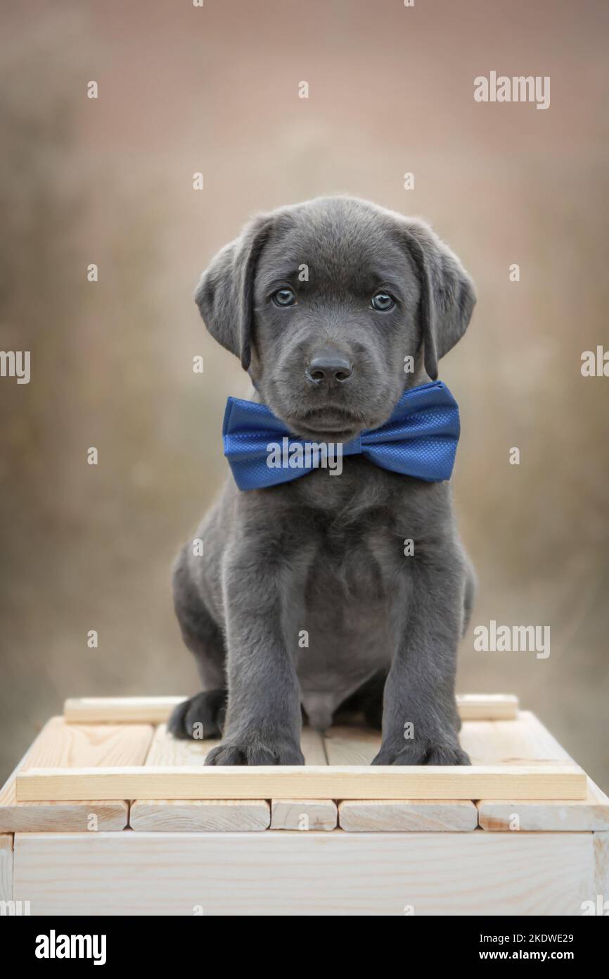 Labrador Retriever Puppy on a box Stock Photo Alamy