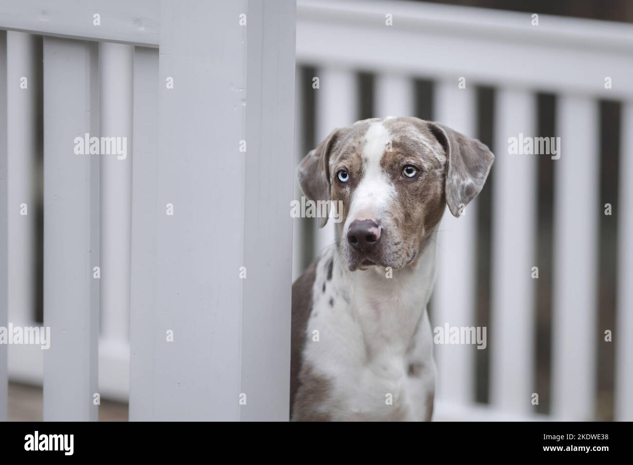 Louisiana Catahoula Leopard Dog Portrait Stock Photo - Alamy