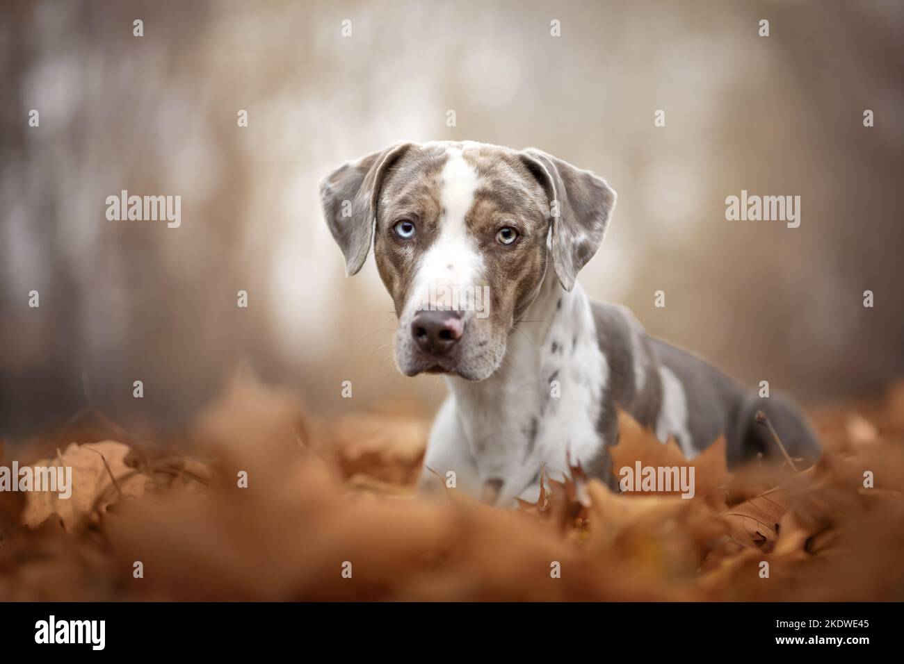 Louisiana Catahoula Leopard Dog Portrait Stock Photo - Alamy