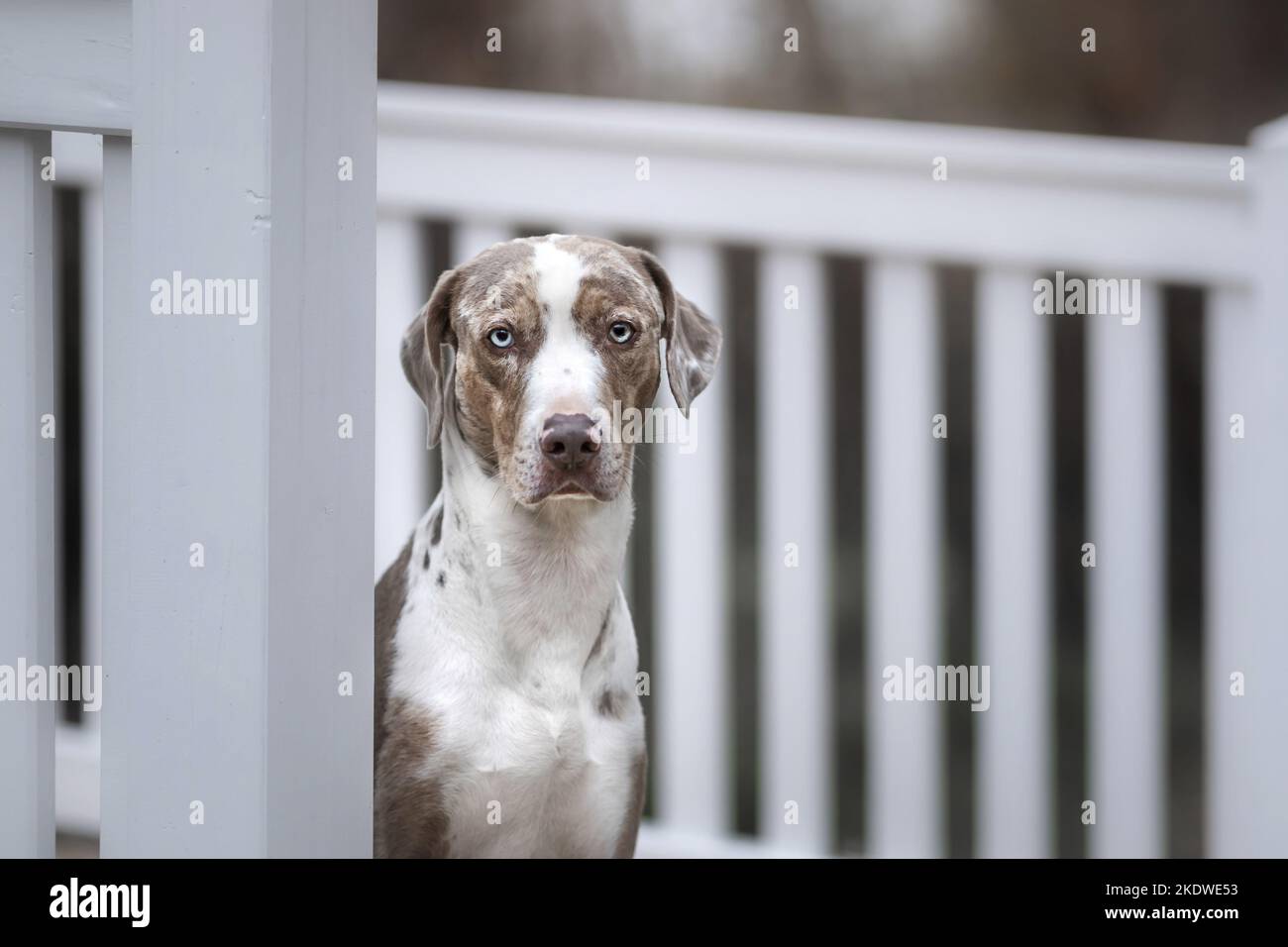 Louisiana Catahoula Leopard Dog Portrait Stock Photo - Alamy