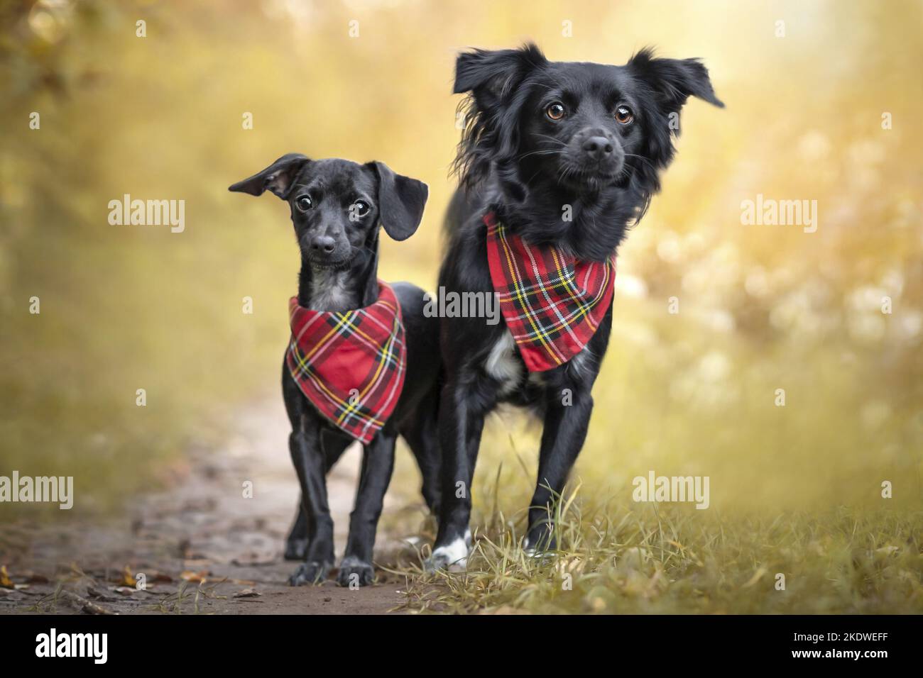 2 mongrels Stock Photo