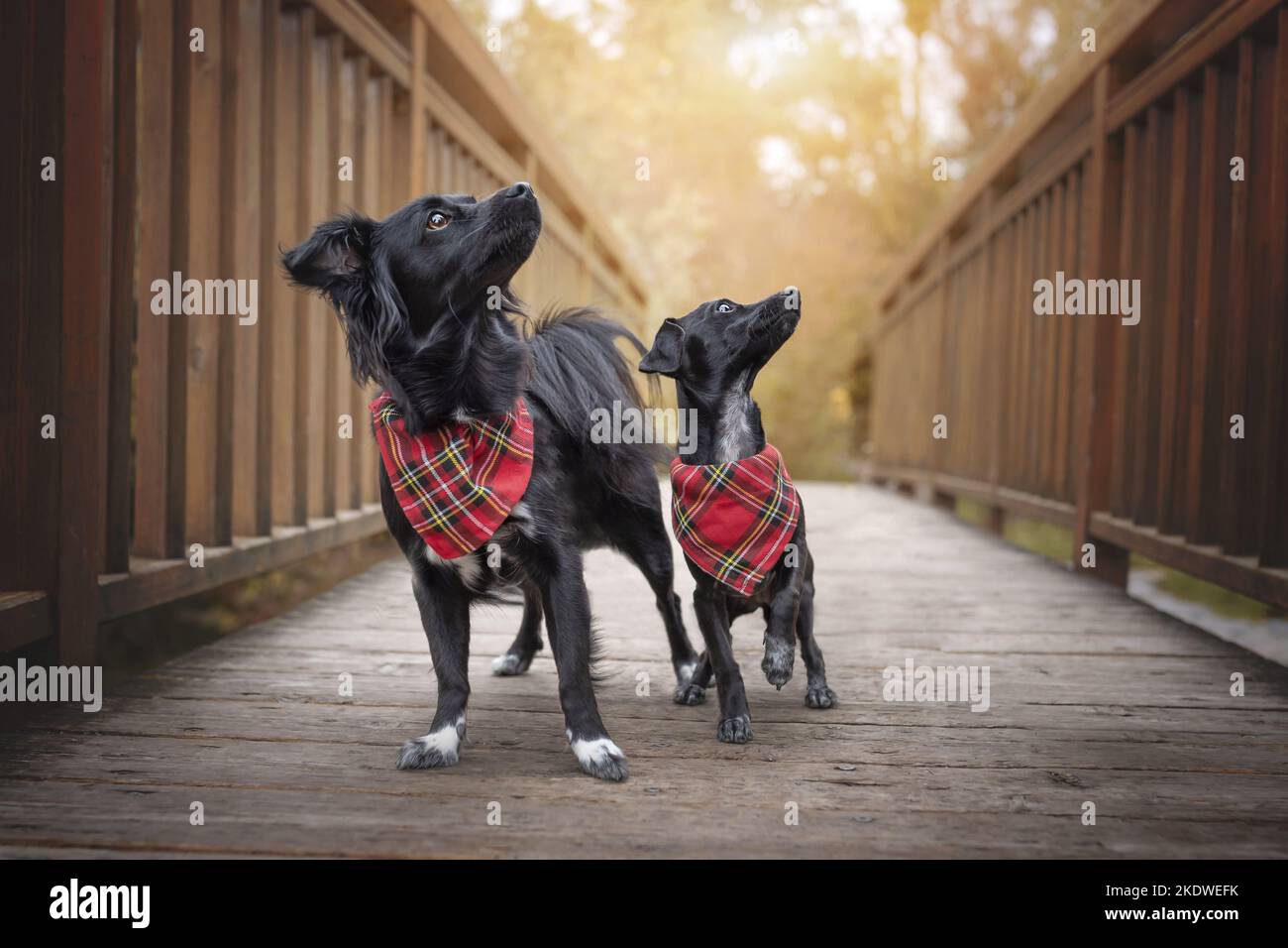 2 mongrels Stock Photo