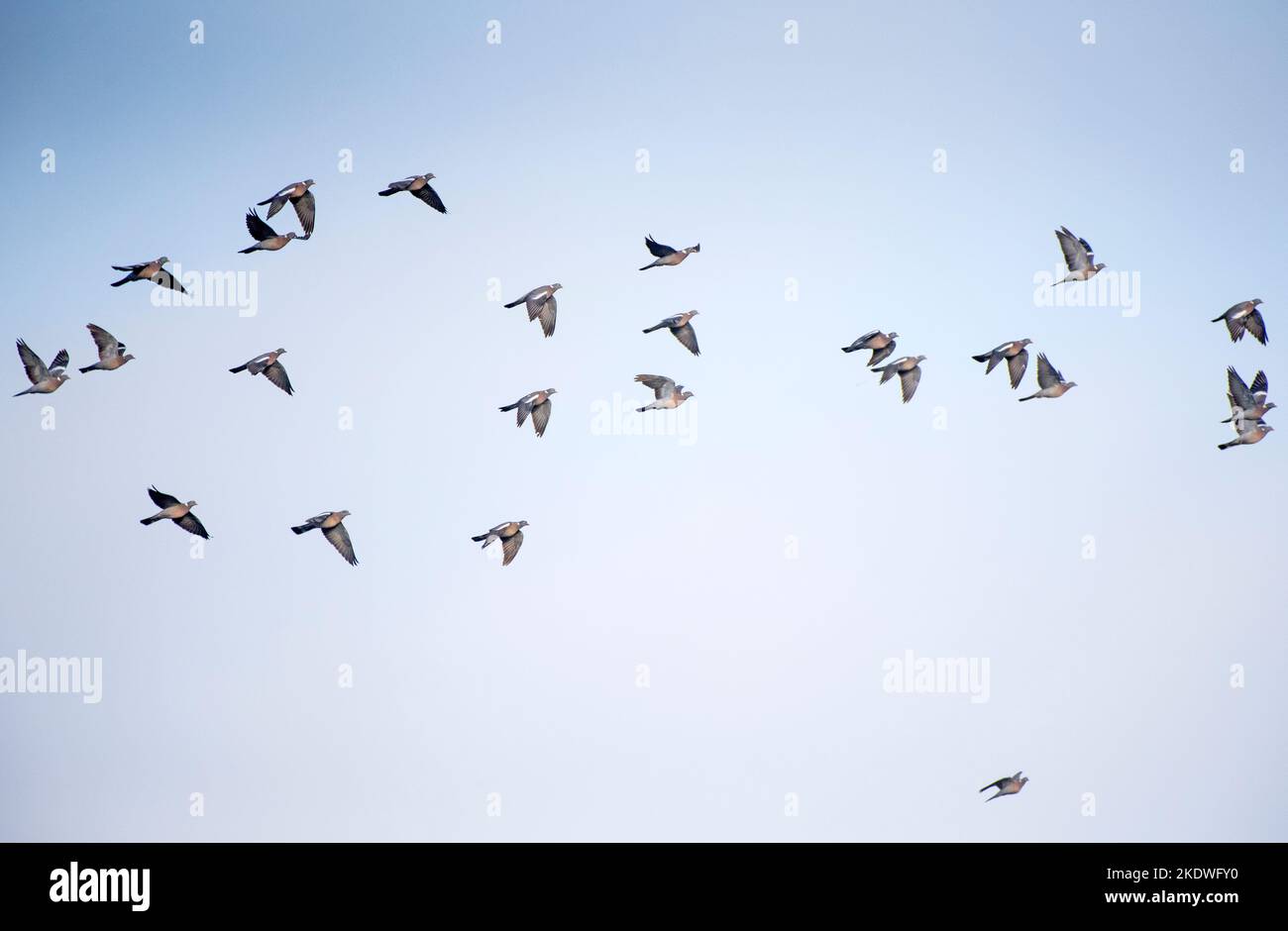 La migrazione degli uccelli, uno dei fenomeni più affascinanti della natura Stock Photo