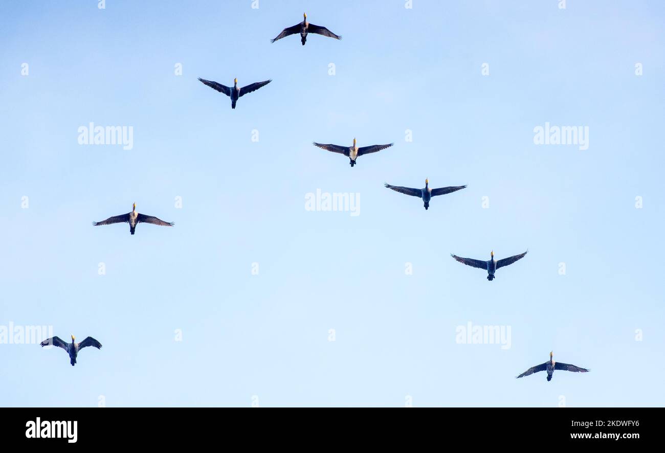 La migrazione degli uccelli, uno dei fenomeni più affascinanti della natura Stock Photo