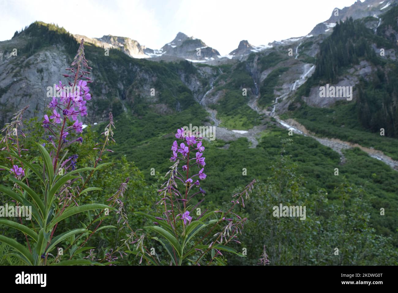 Purple fireweed along the Copper Ridge Trail in North Cascades National Park. Looking at Mineral Mountain or Ruth Mountain. Stock Photo