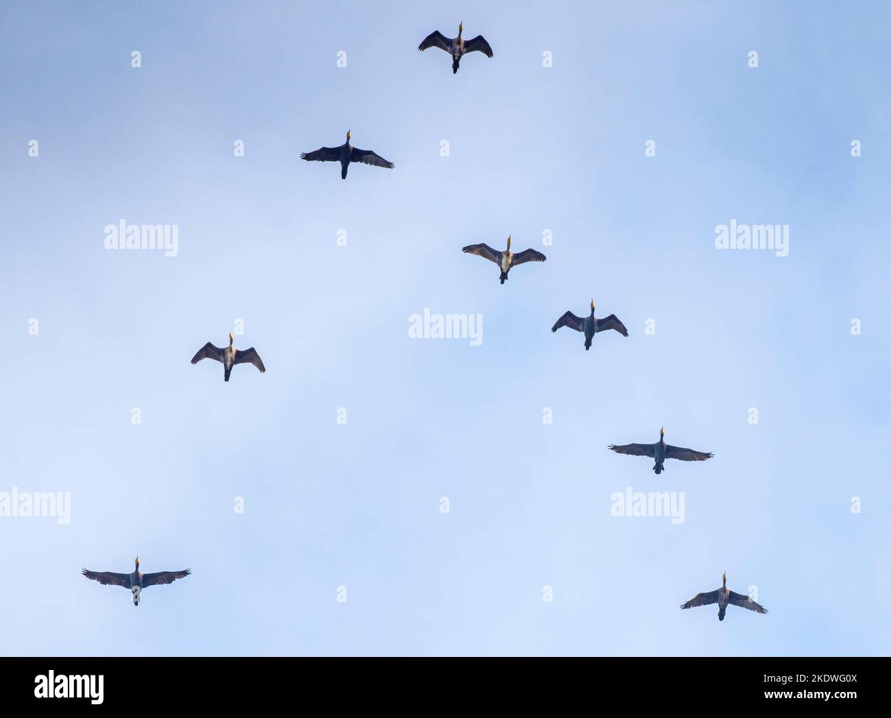 La migrazione degli uccelli, uno dei fenomeni più affascinanti della natura Stock Photo
