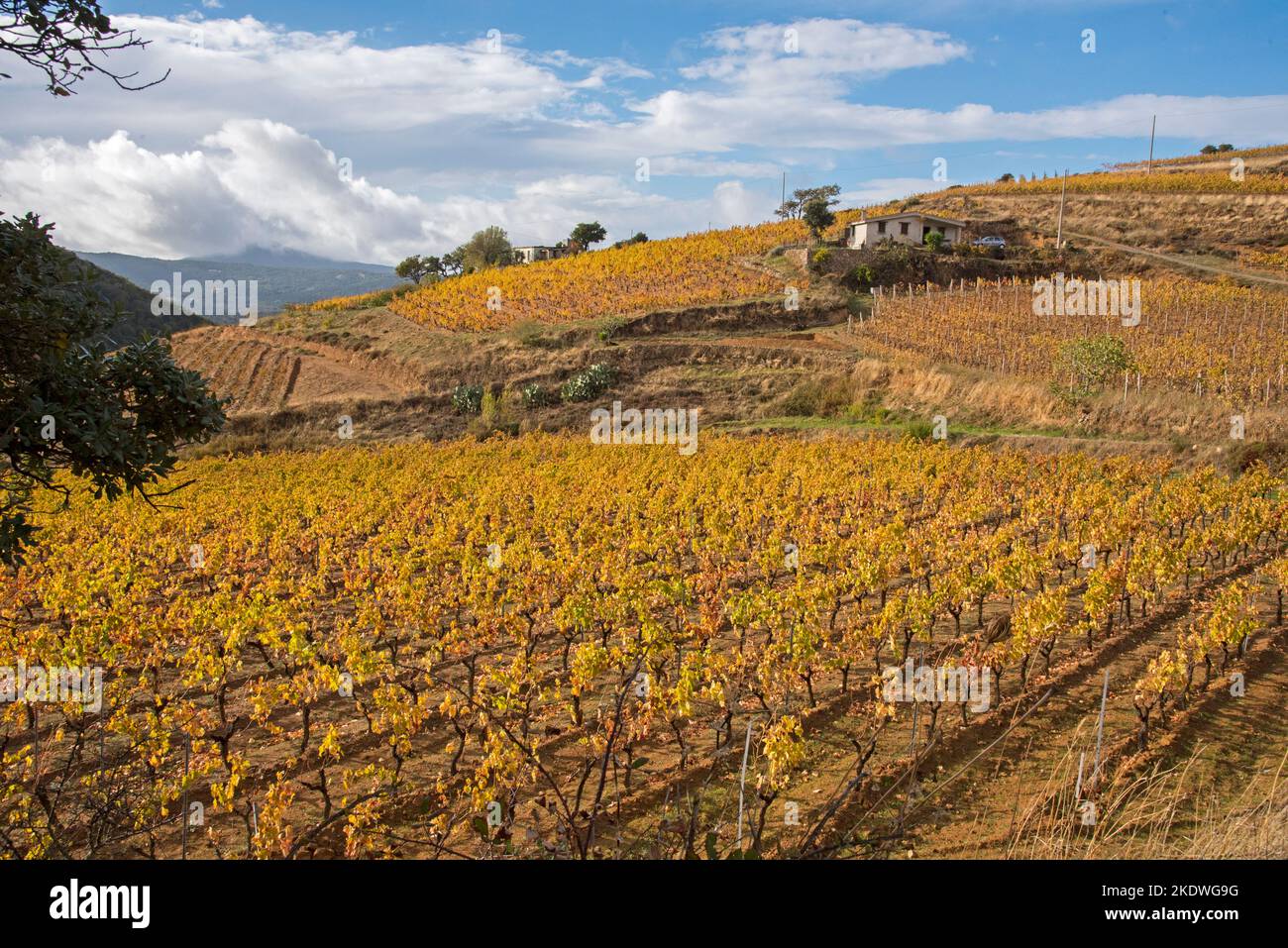 Vigneti del Supramonte, i migliori vini della Sardegna Stock Photo