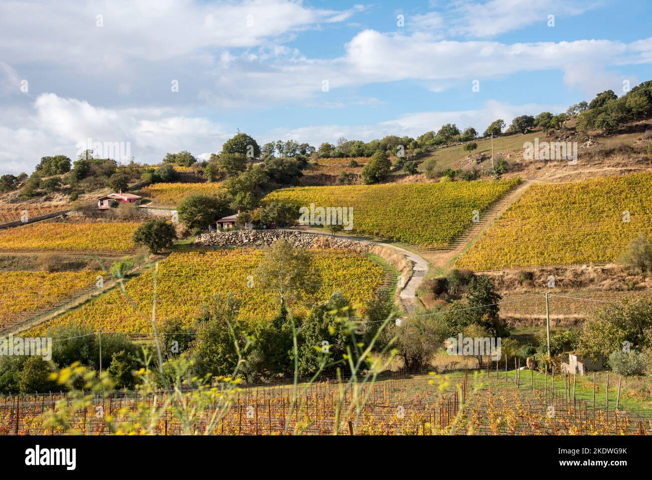 Vigneti del Supramonte, i migliori vini della Sardegna Stock Photo