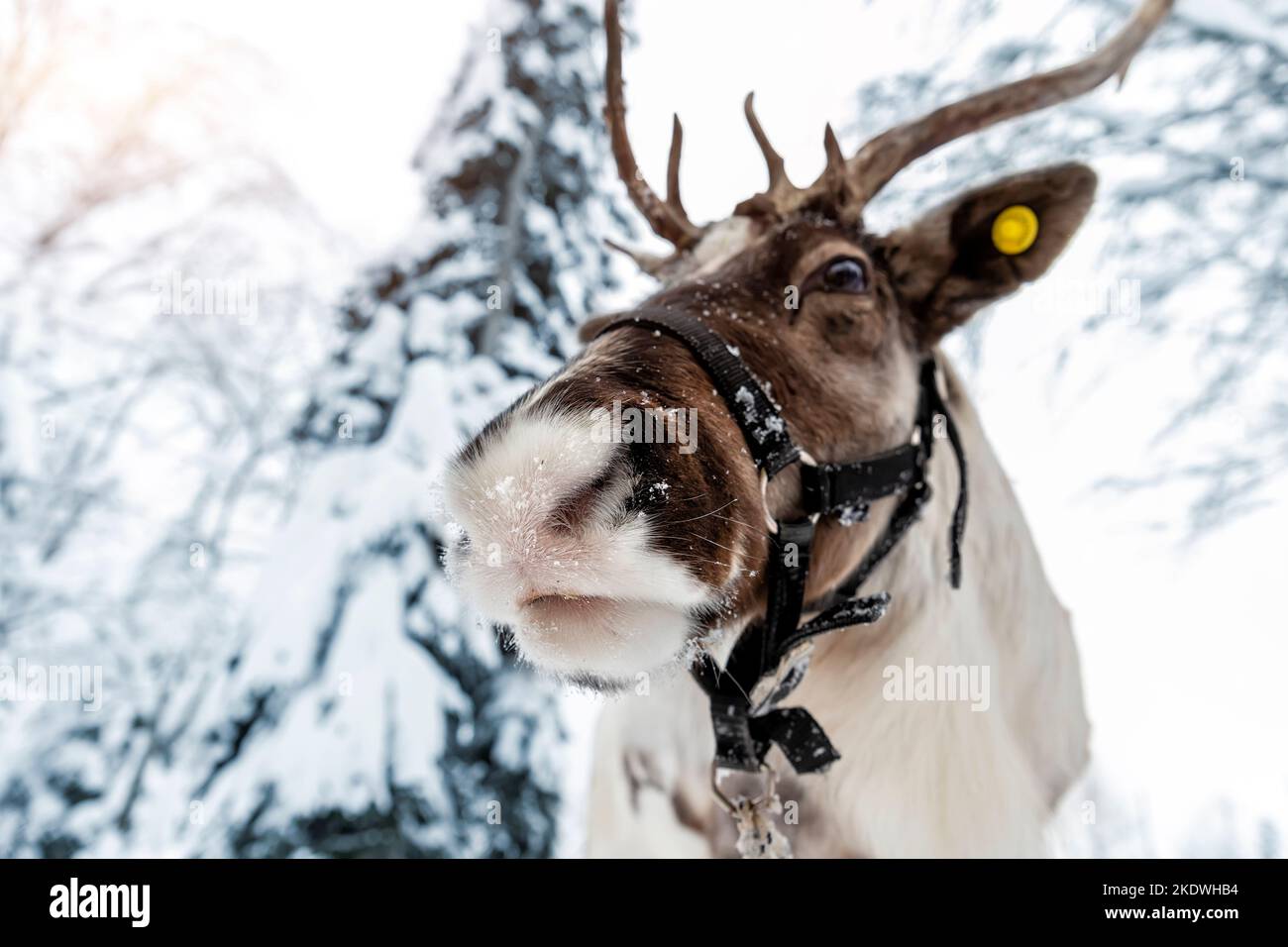 Close-up funny portrait of northern reindeer with massive antlers and fluffy furry nose covered by snow icicles hoarfrost against cold snowy Finland Stock Photo