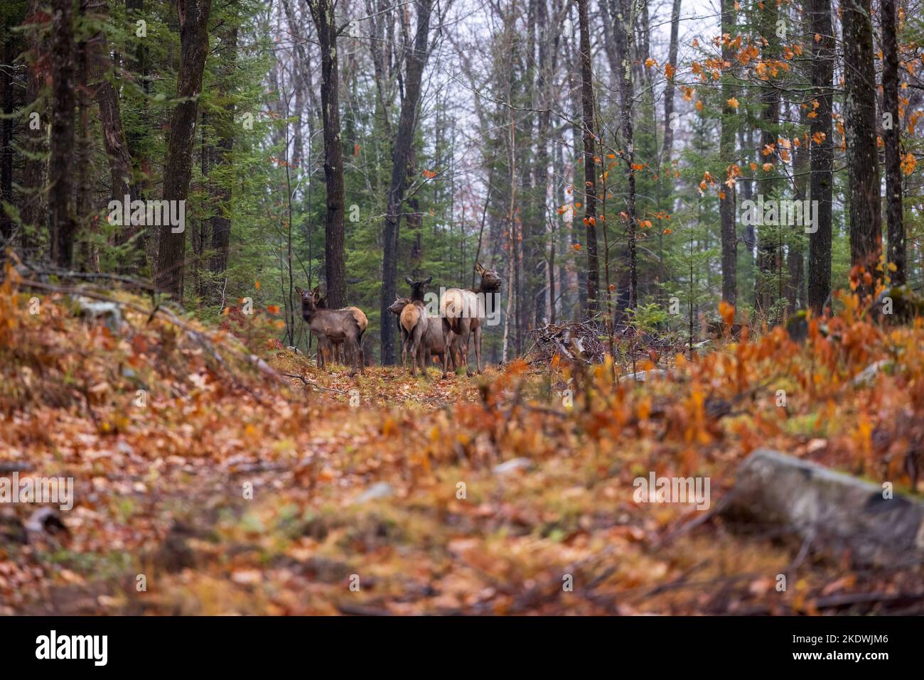 Clam lake cow elk hires stock photography and images Alamy