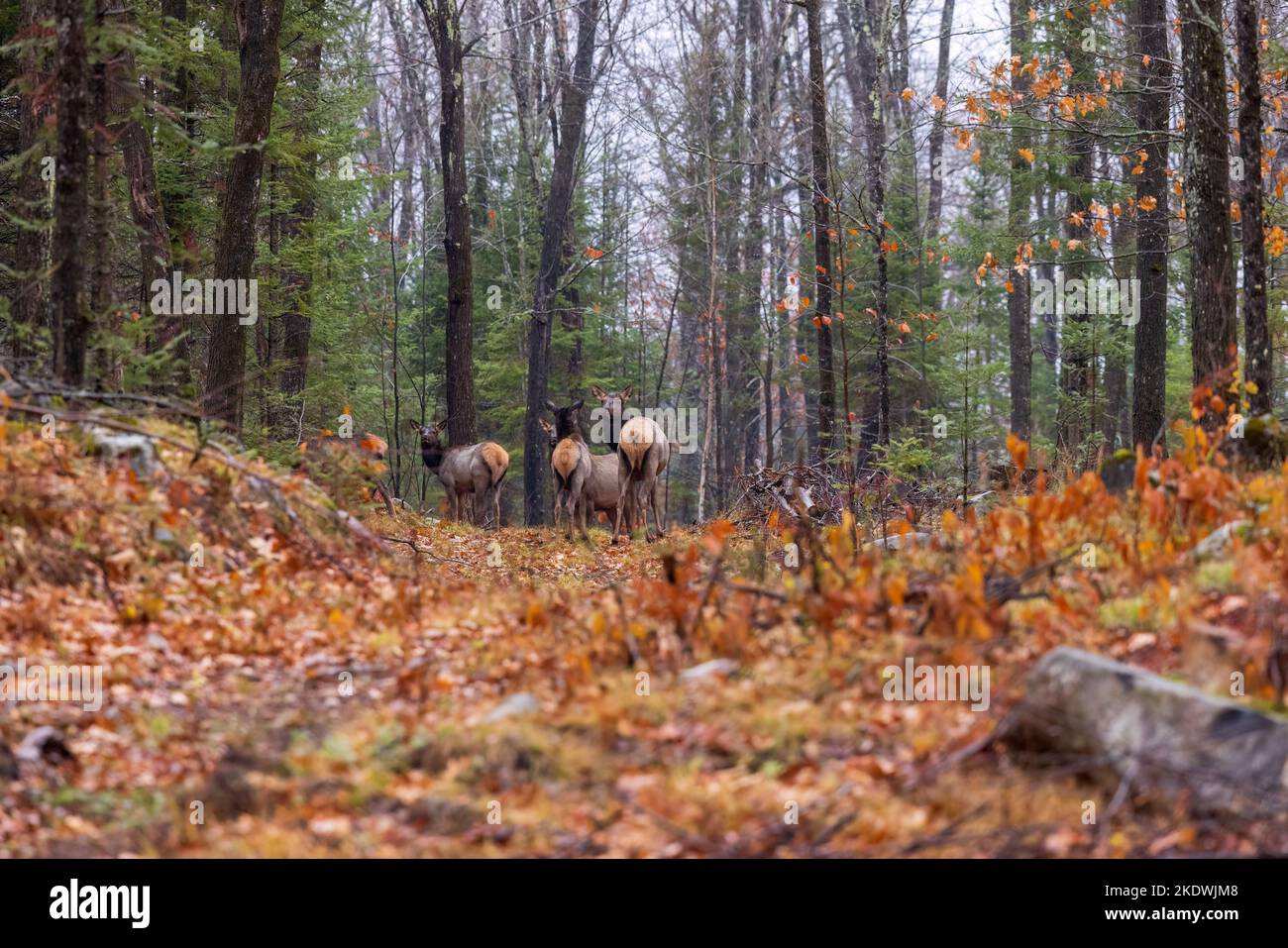 Clam lake elk hires stock photography and images Alamy
