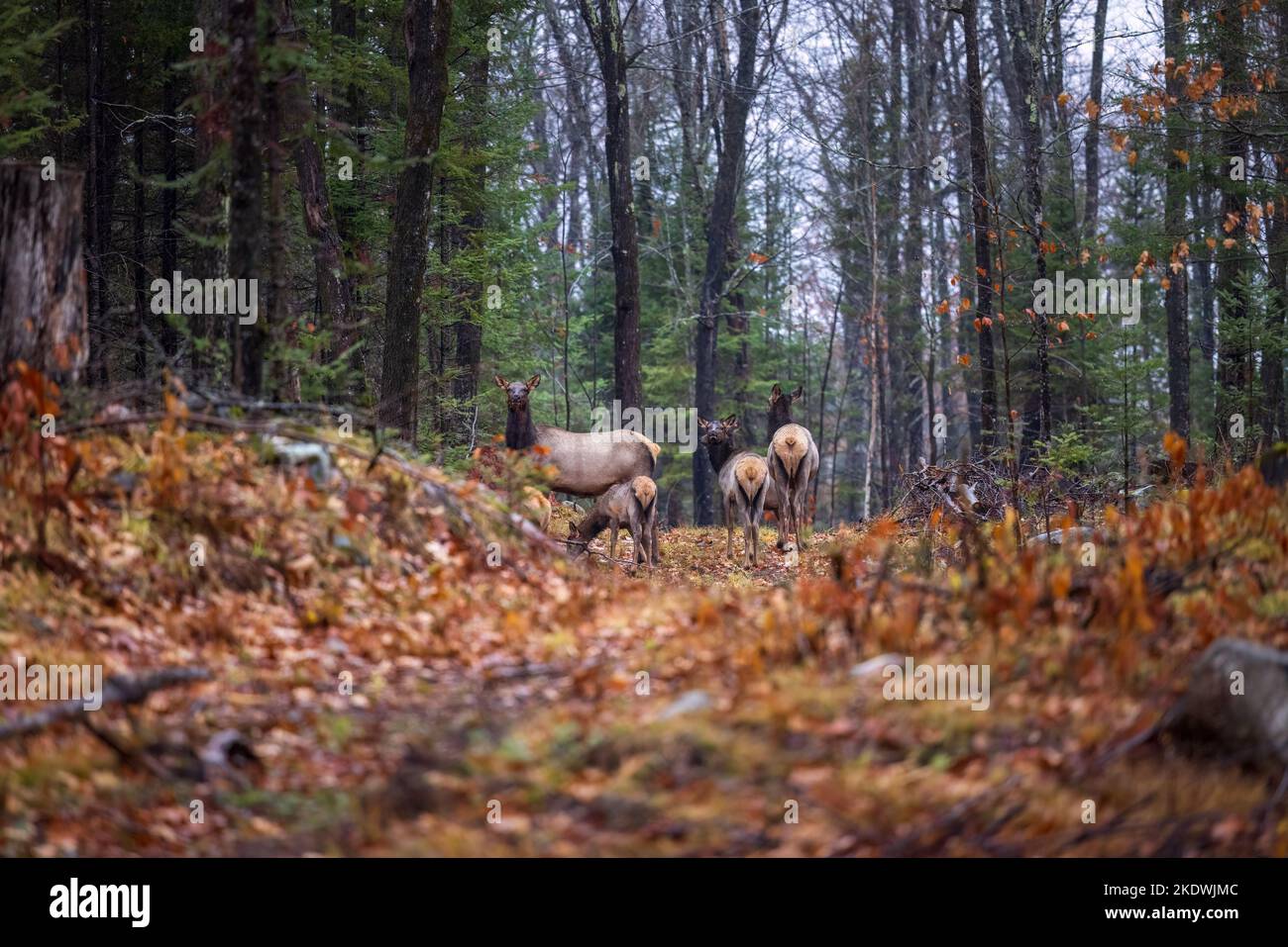 Clam lake elk hires stock photography and images Alamy