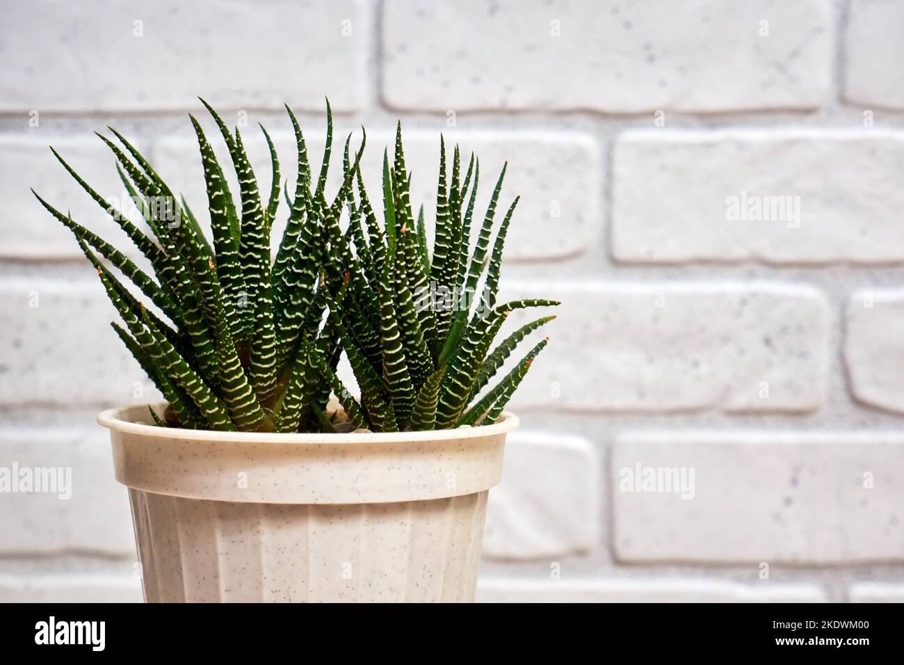 Haworthia against a white brick wall. Unpretentious indoor plant Stock Photo
