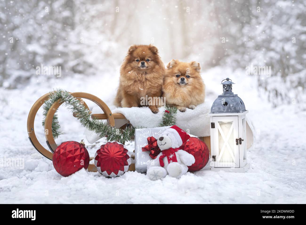 2 Pomeranian Stock Photo