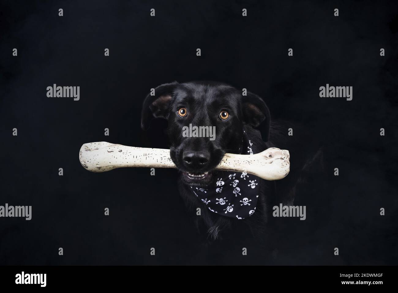 male Labrador-Retriever-Mongel Stock Photo