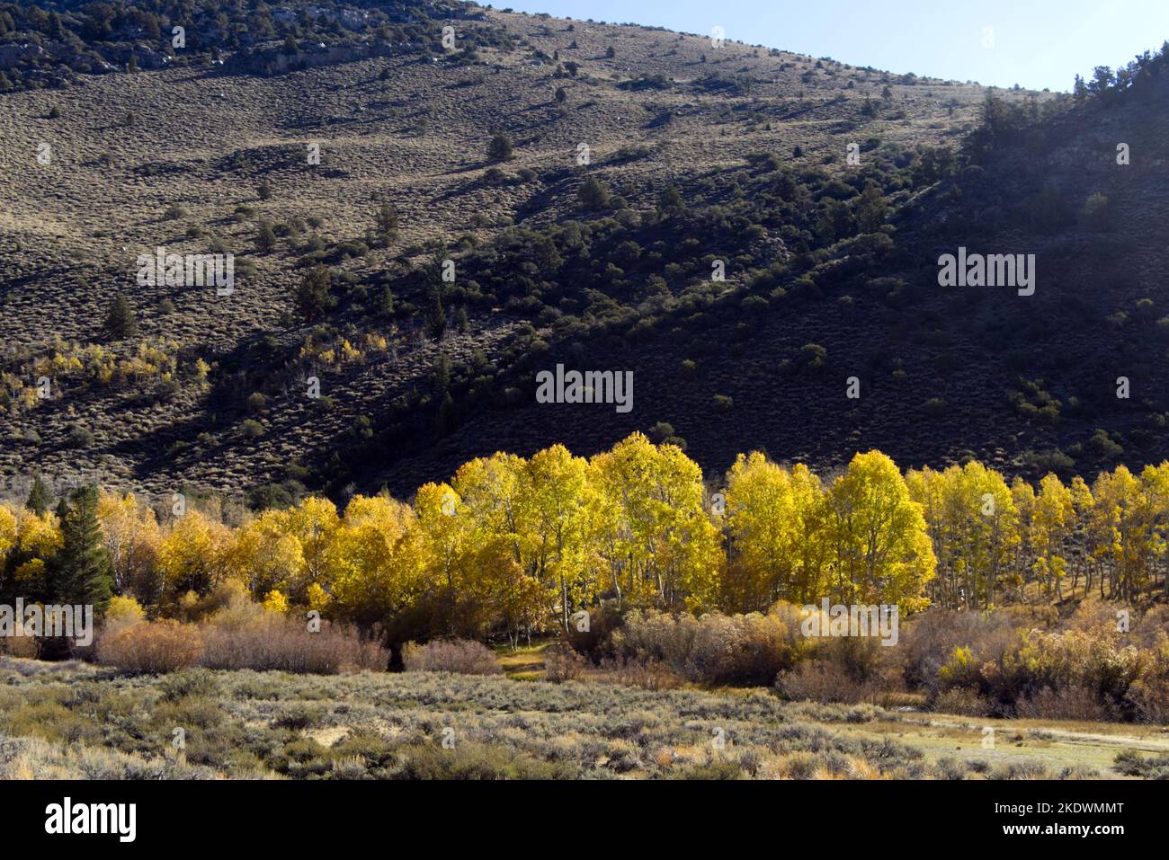 June Lake Loop Yellow Grove Stock Photo Alamy