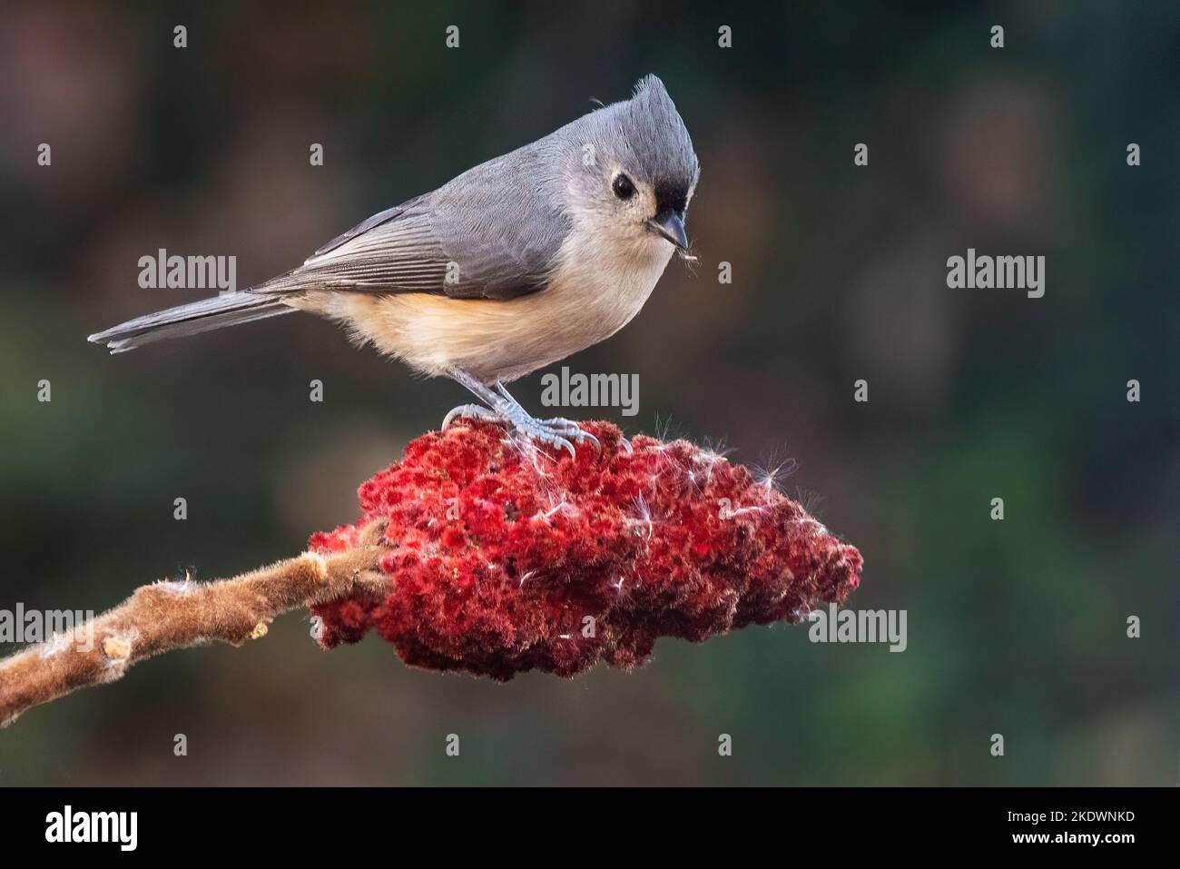 Tufted titmouse perched on stag horn sumac Stock Photo