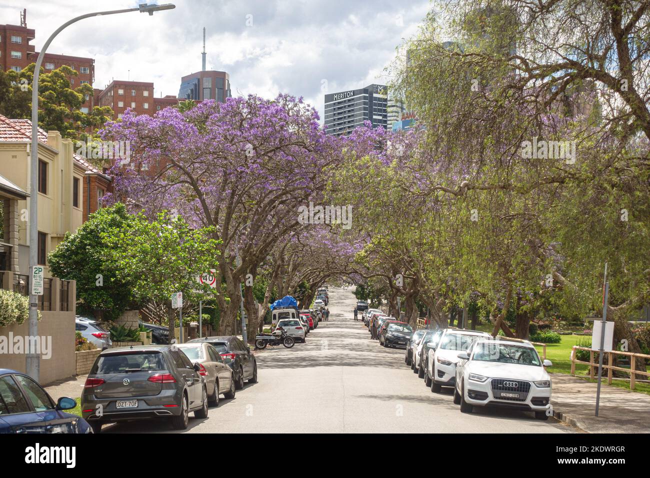 Jacaranda trees in McDougall Street in Kirribilli, Sydney, Australia Stock Photo Alamy