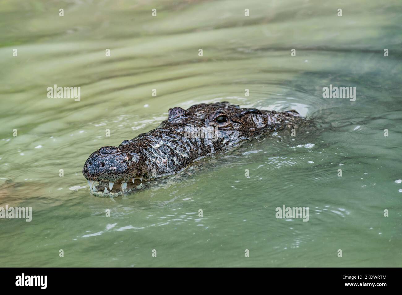 Aligator's head above water in Rio Lagartos, Mexico. Stock Photo