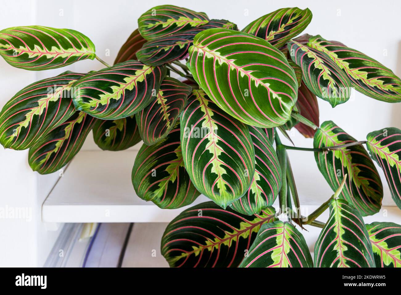 Maranta leuconeura var. erythroneura fascinator tricolor aka herringbone plant on a shelf in a modern apartment. Stock Photo