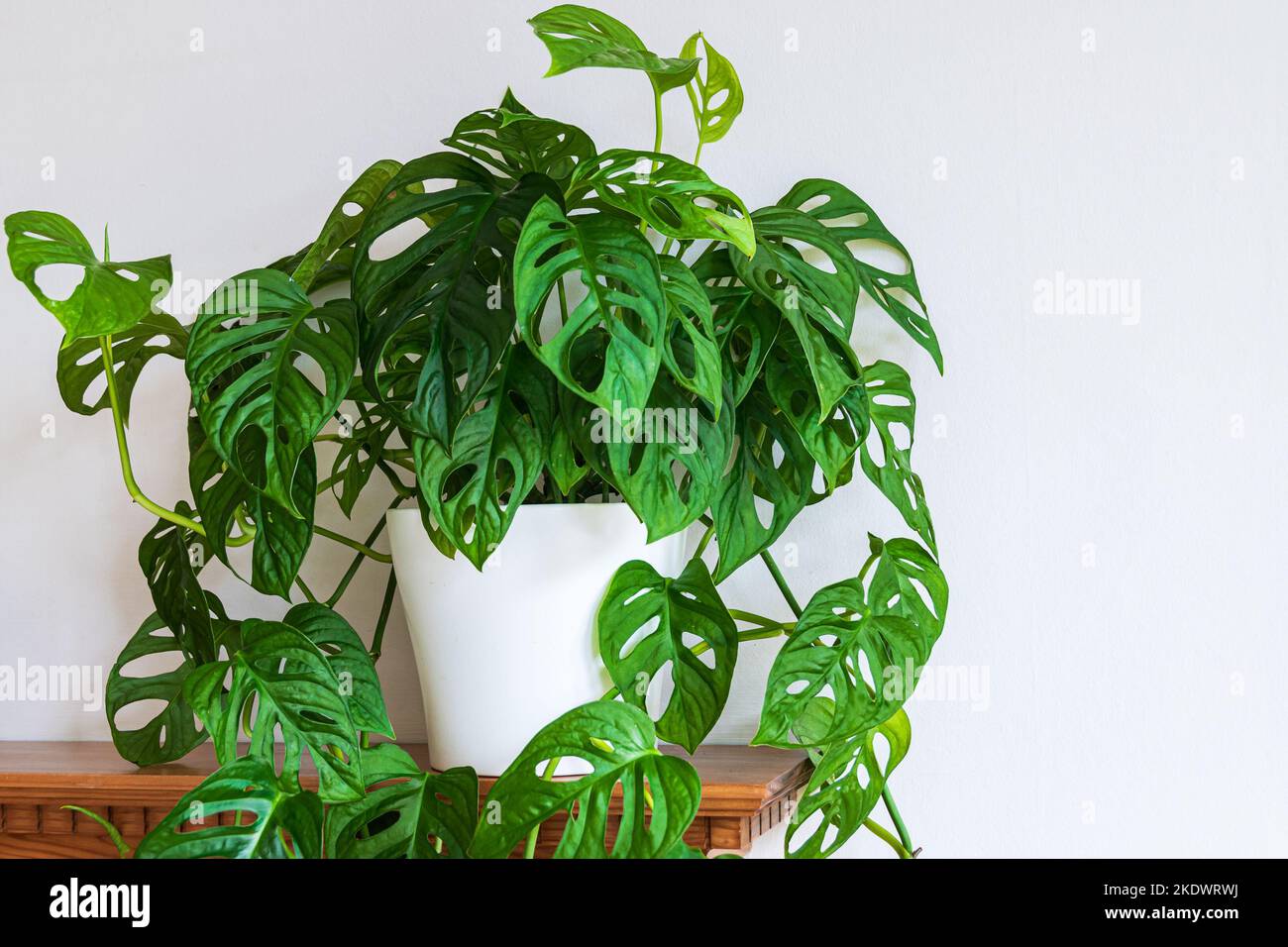 Lush green Swiss cheese plant (monstera adansonii) with fenestrations on a white background. Attractive houseplant against white backdrop. Stock Photo