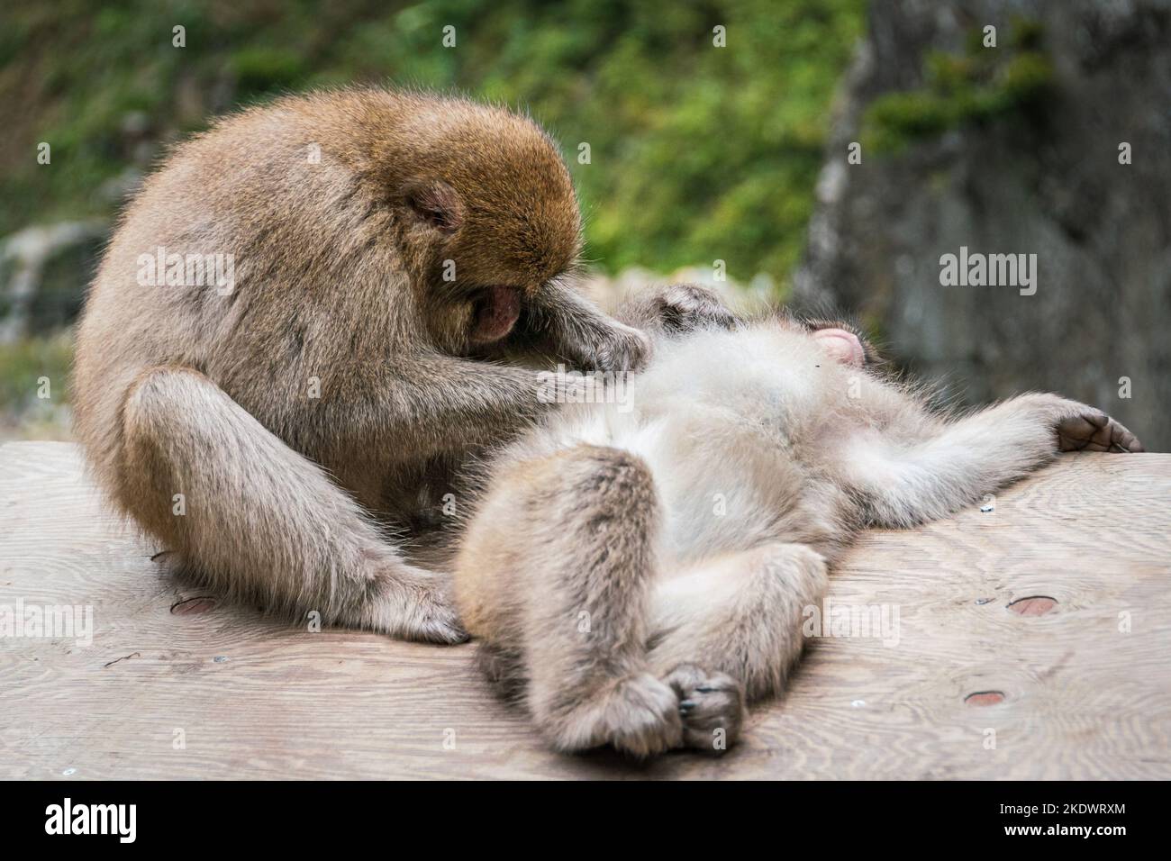 Japanese macaques grooming at the hot springs in Jigokudami Monkey Park, Nagano, Japan. Stock Photo