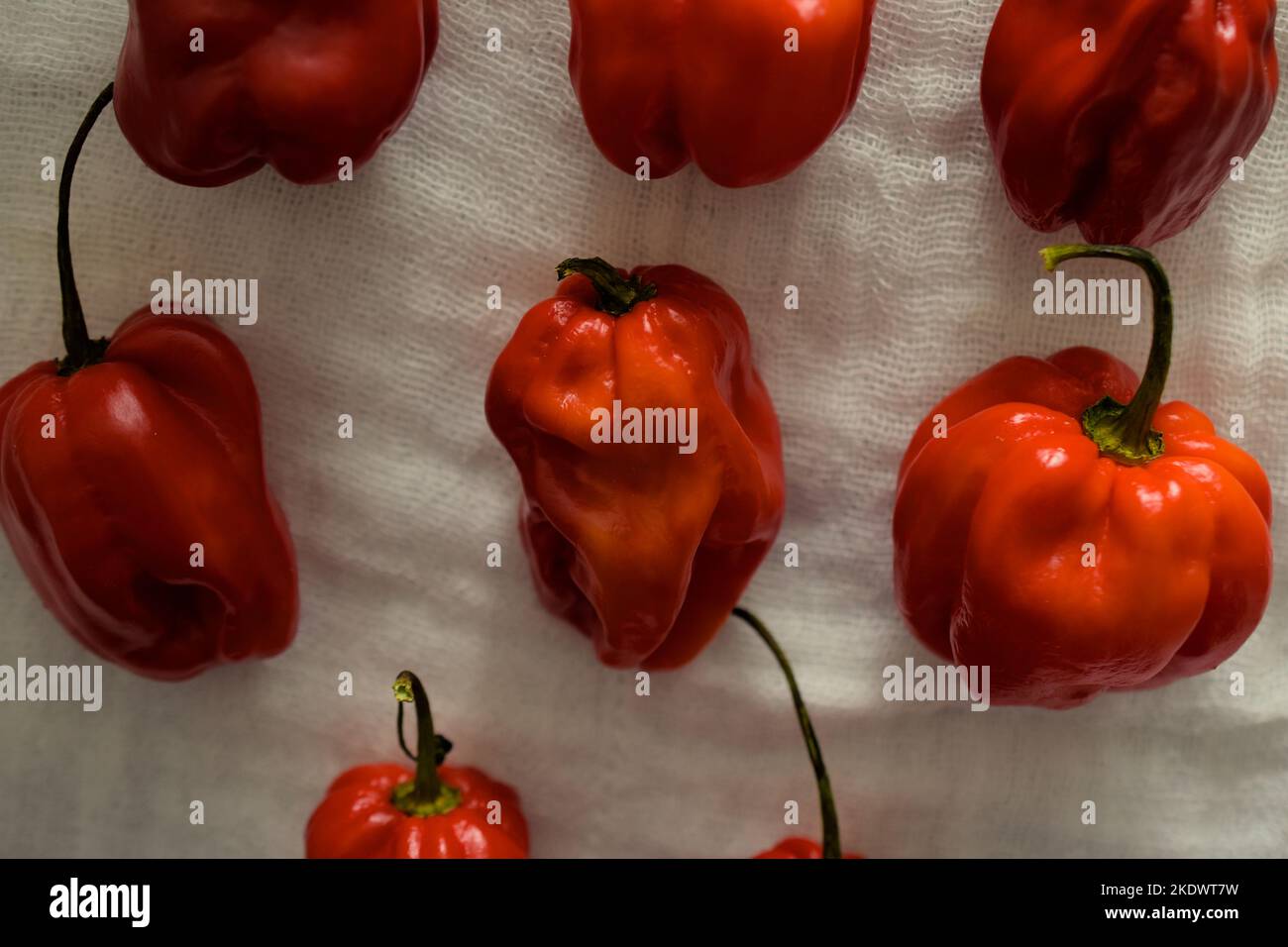Red habaneros being sun dried Stock Photo