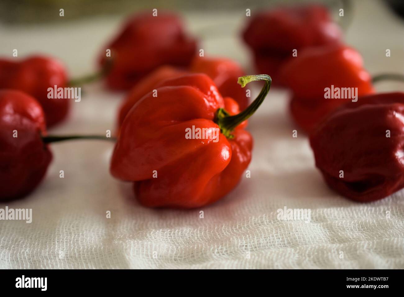 Up close, red habaneros being sun dried Stock Photo