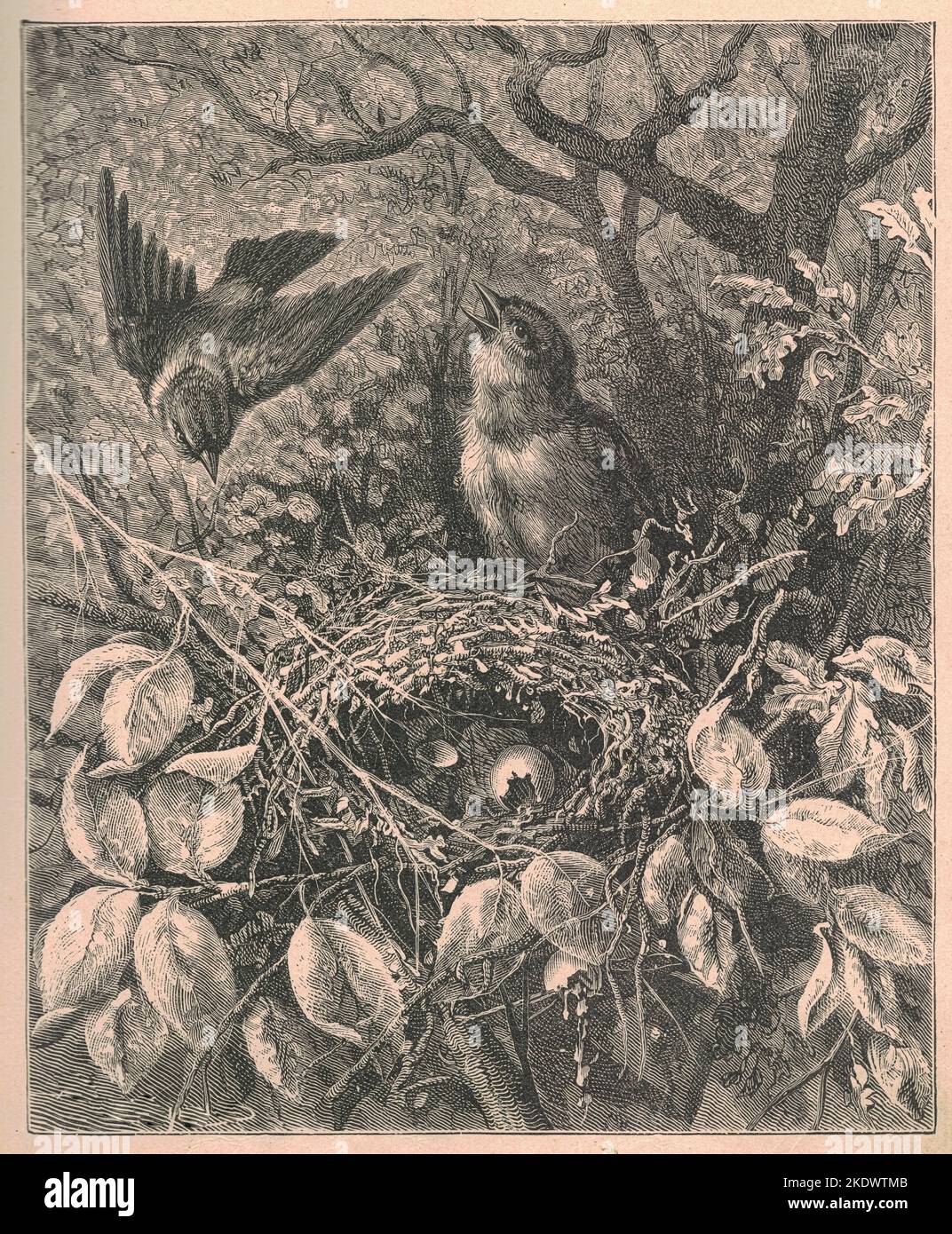 Black & white antique illustration shows birds in nature. Vintage