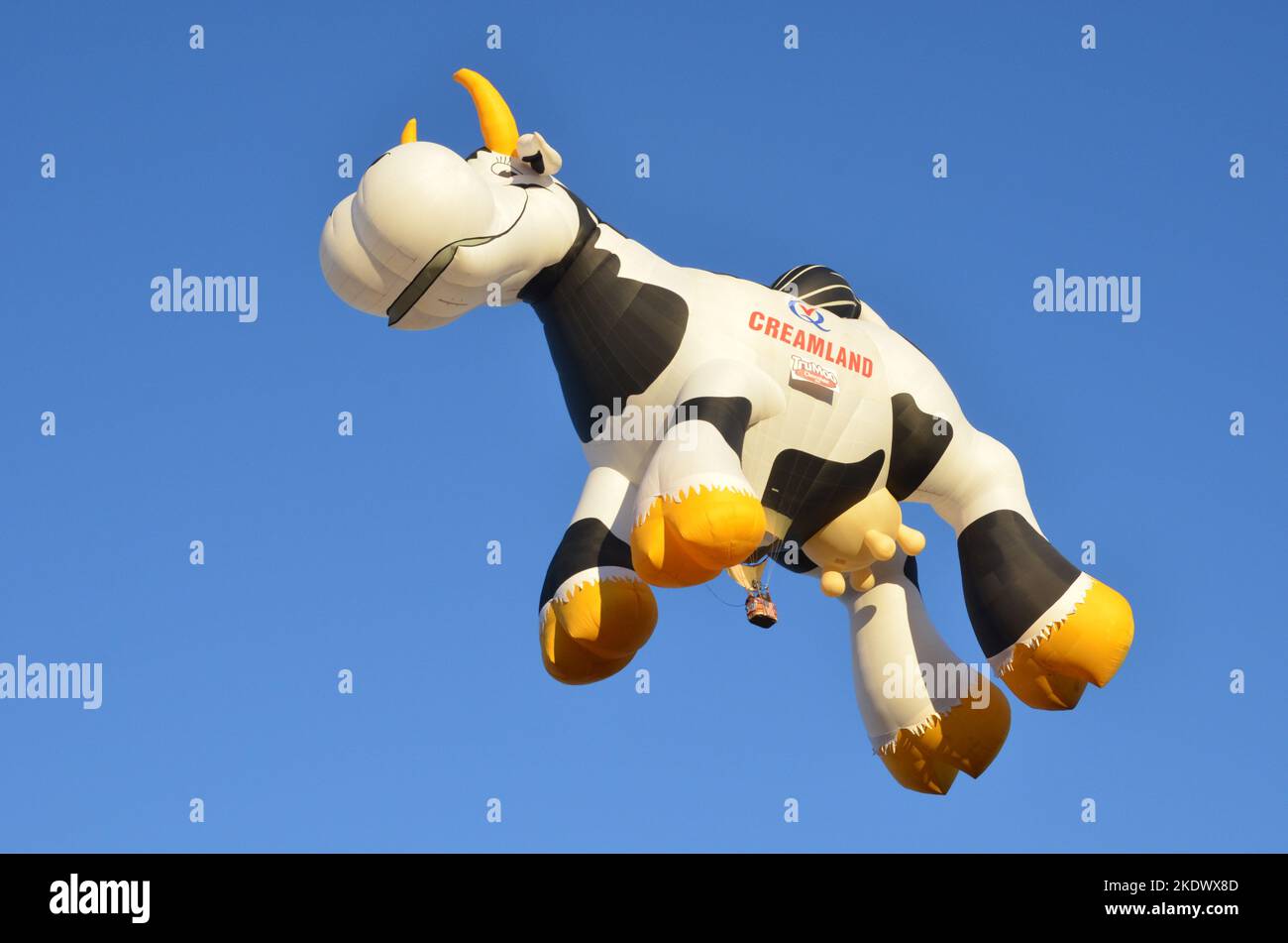 Creamland Cow Hot Air Balloon at Albuquerque international Balloon
