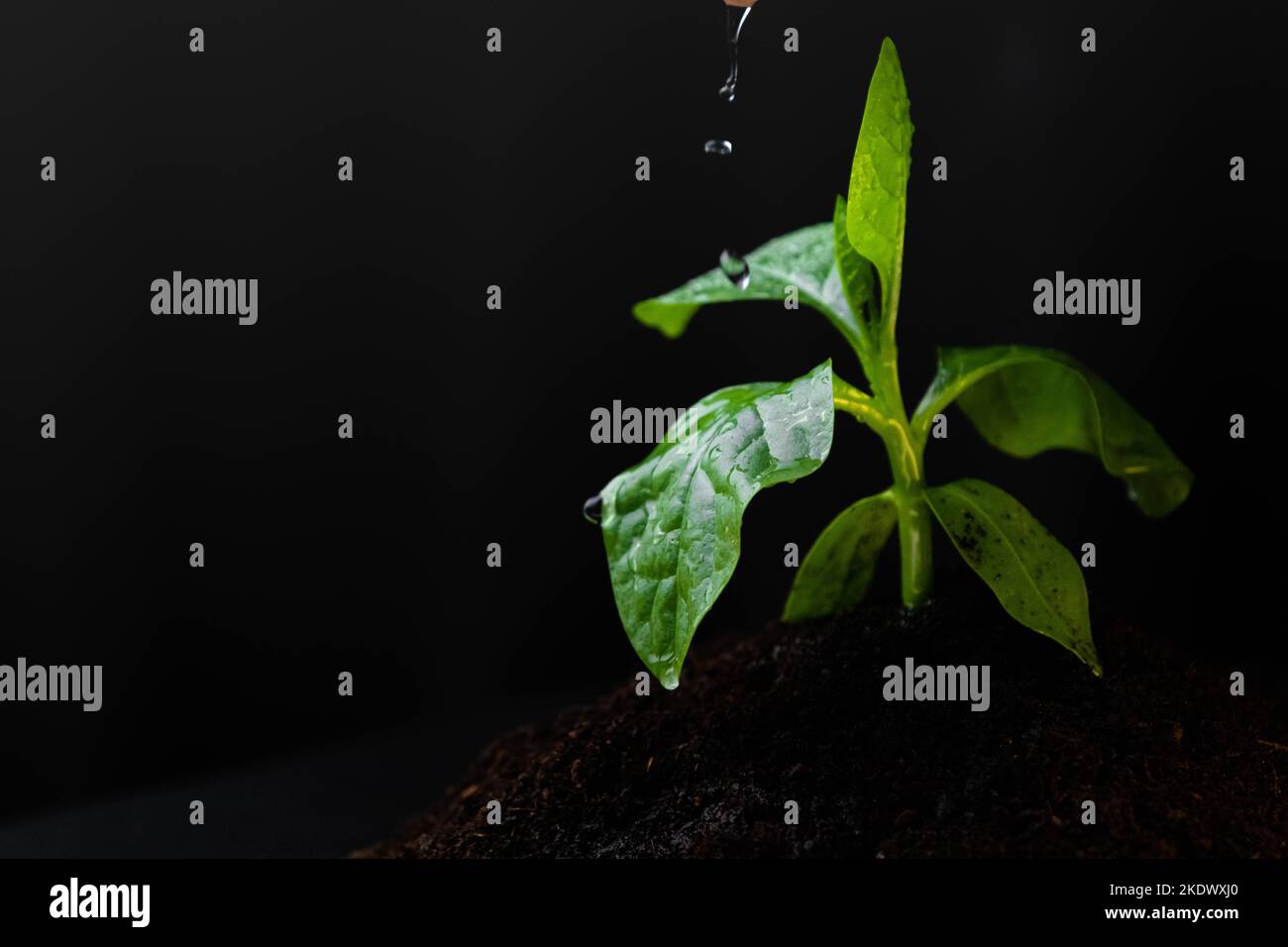 Young plant is born and grows from the soil on a black background. World environment day. new hope for environment or metaphor to starting buisness co Stock Photo