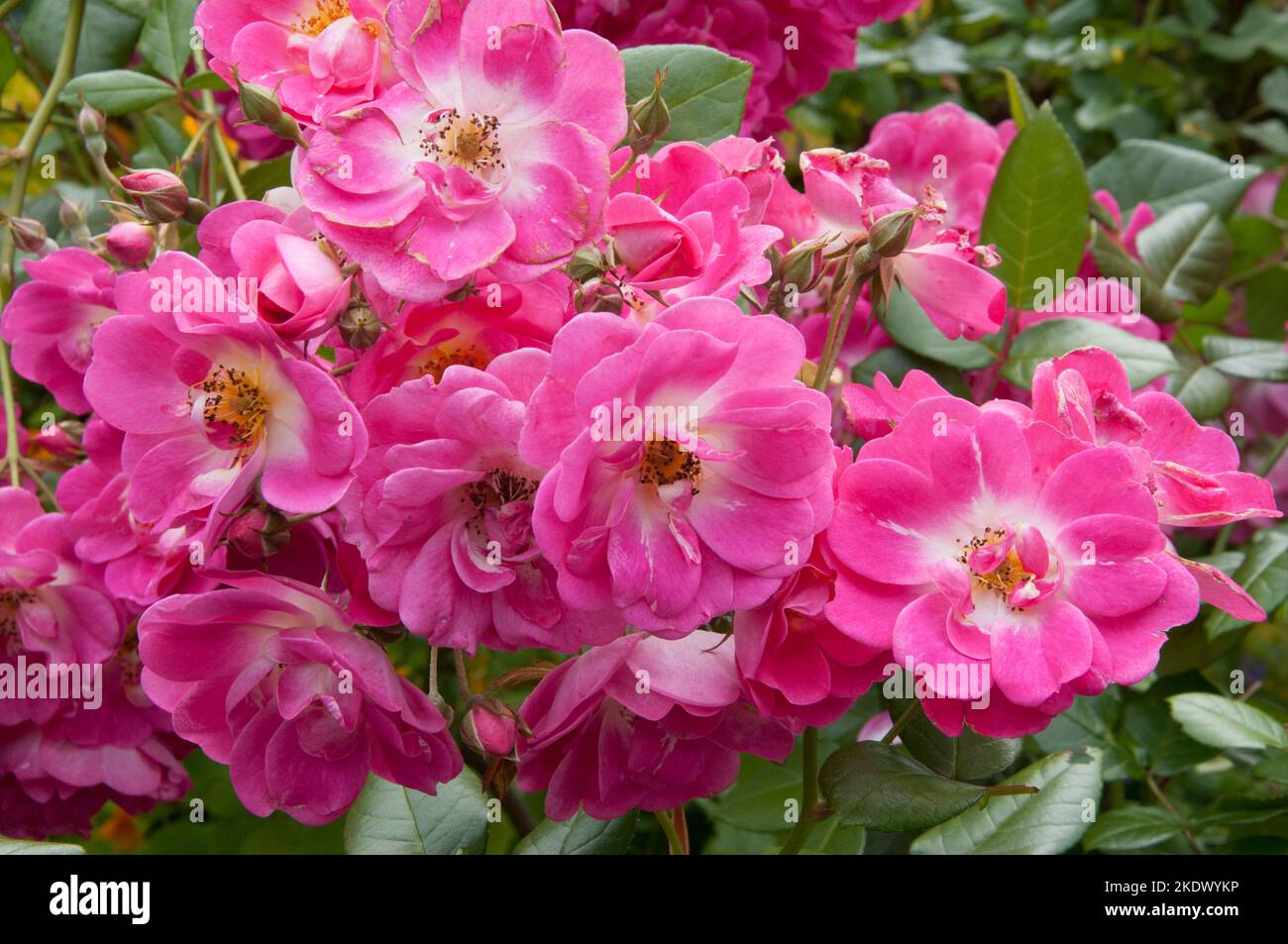 Roses flourish outside Victorian-era homes in North Adelaide,  South Australia Stock Photo