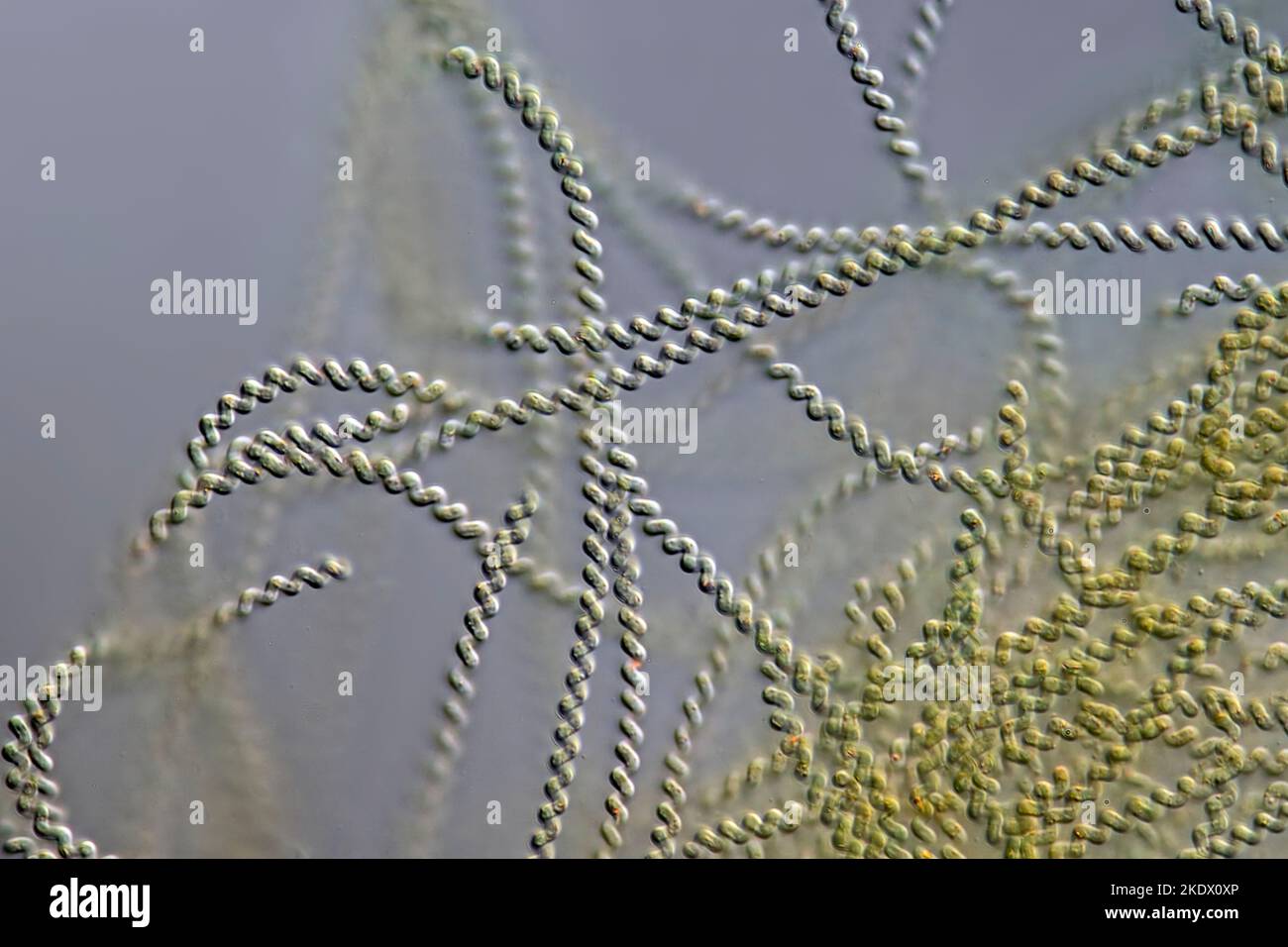 Spirulina meneghiniana cyanobacteria, light micrograph Stock Photo Alamy
