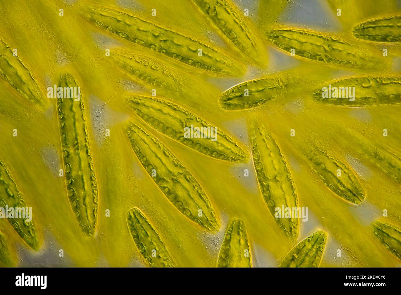 Netrium Digitus Netrium digitus algae, light micrograph Stock Photo - Alamy