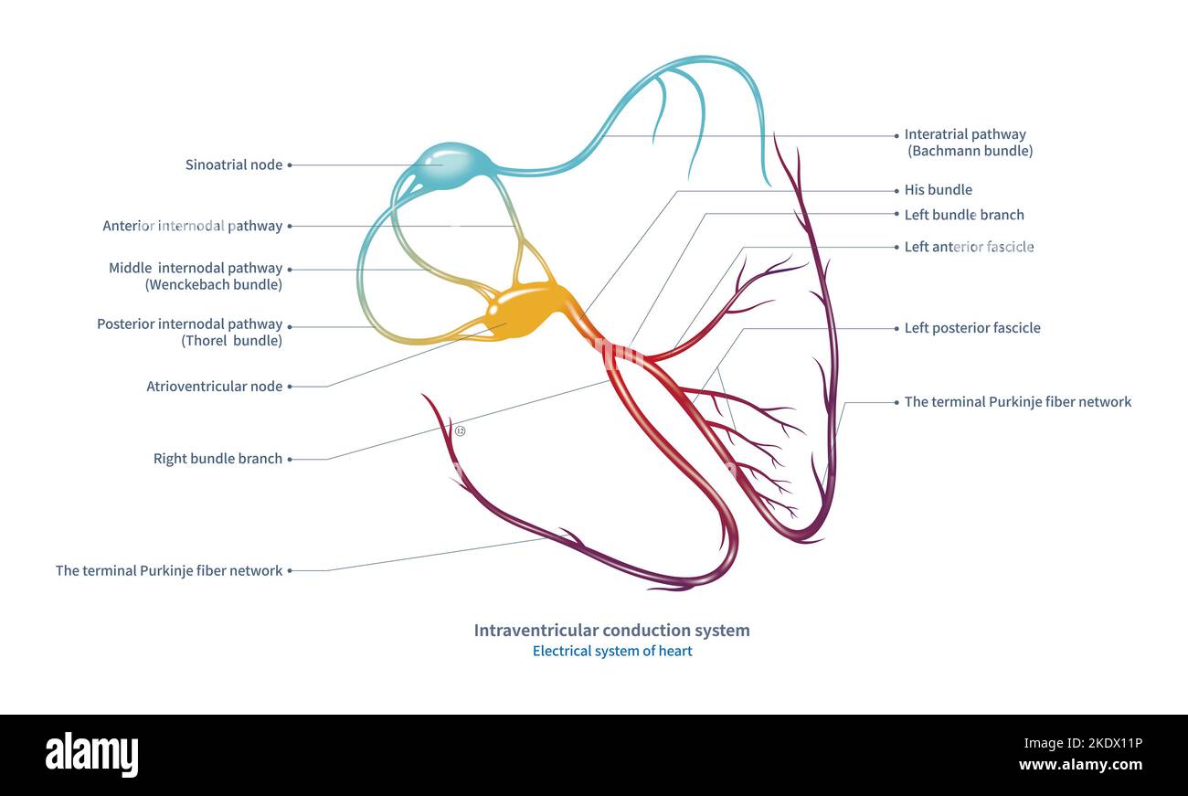 Cardiac conduction system, illustration Stock Photo - Alamy