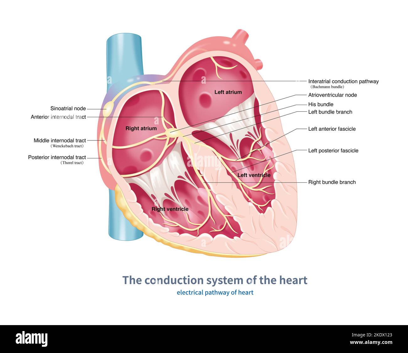 Conduction system of the heart, illustration Stock Photo - Alamy