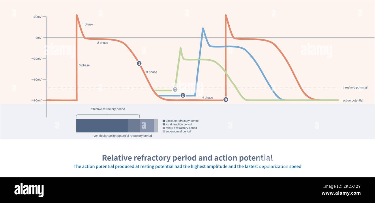 Relative refractory period, illustration Stock Photo Alamy