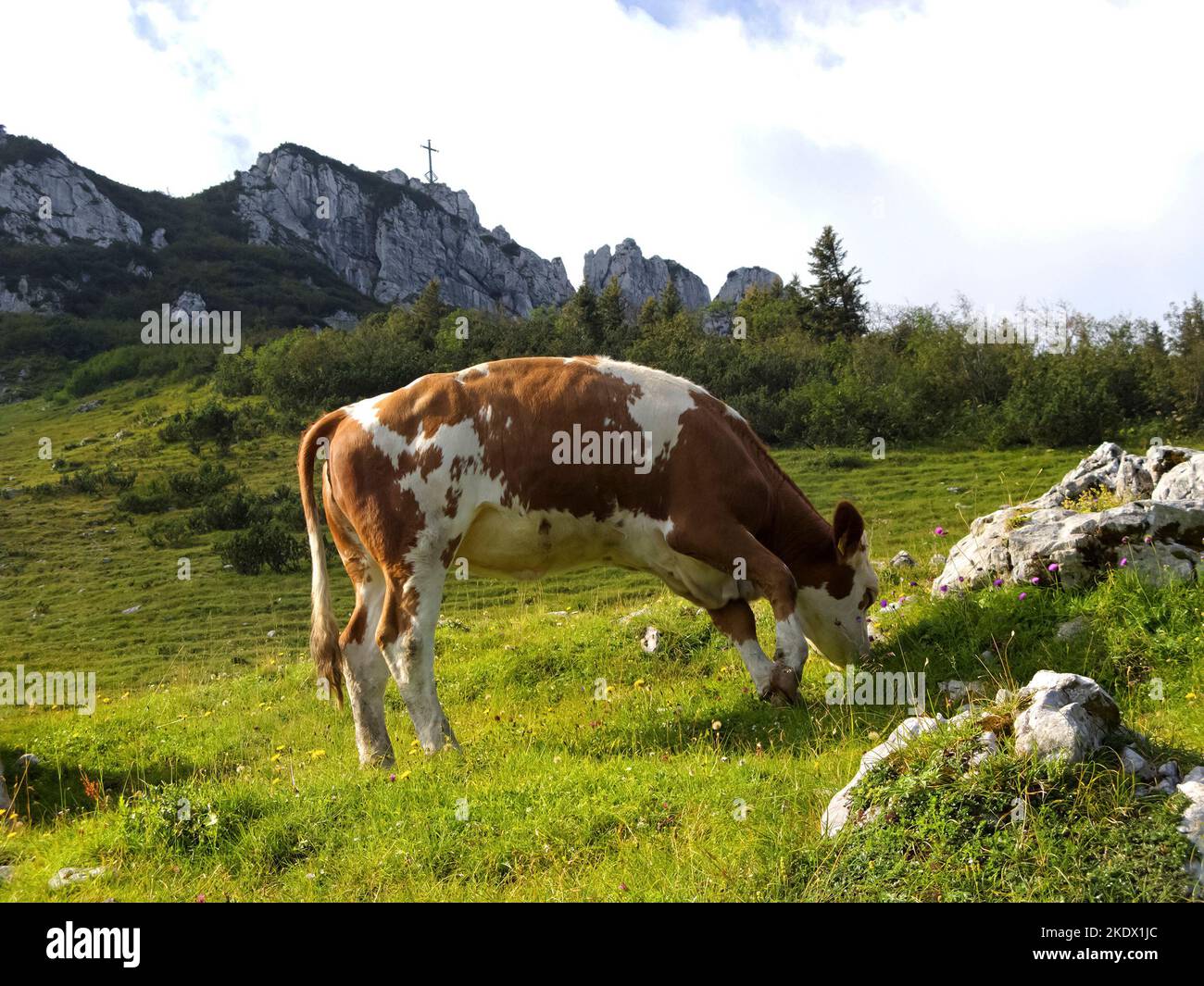 Three grazing cow and Kampenwand mountain with cross on top, Chiemgau, Upper Bavaria, Germany Stock Photo