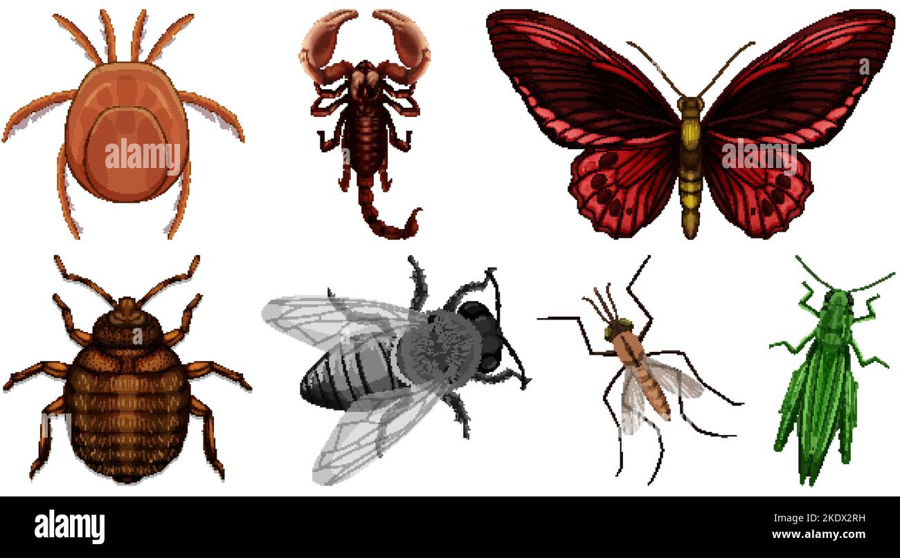Set of different kinds of insects illustration Stock Vector Image & Art