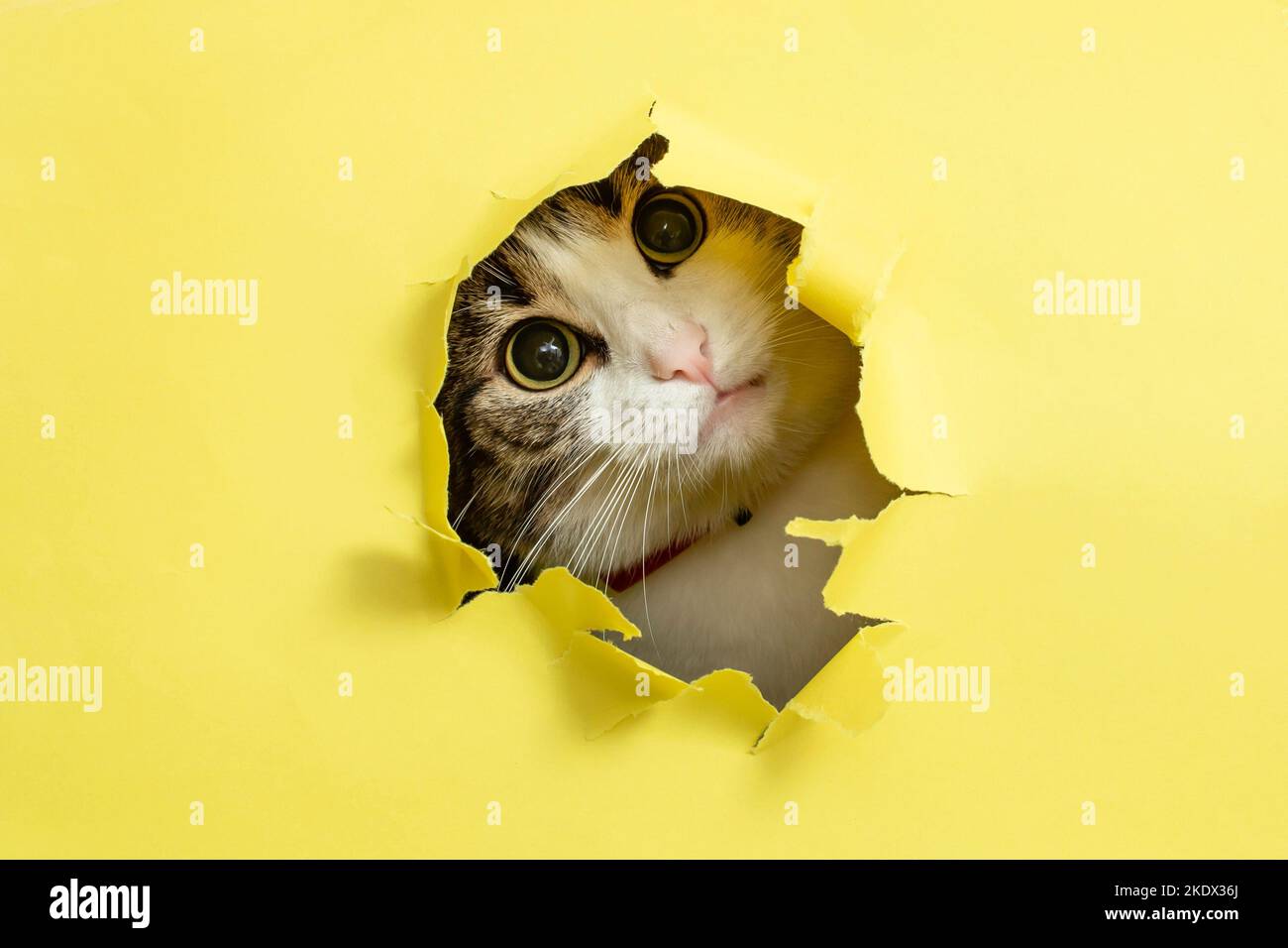 Cute cat with tilted head looking or peaking thru a ripped hole in yellow cardboard Stock Photo