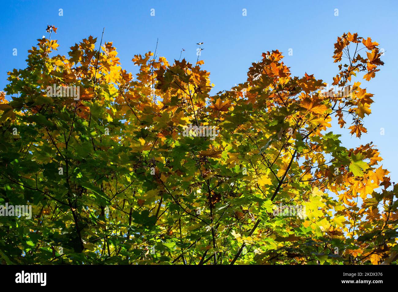 Beech tree turning red hi-res stock photography and images - Alamy