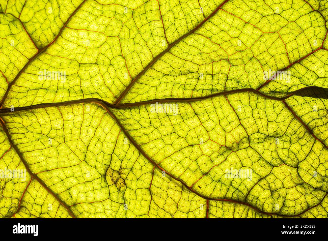 Close up detail of a beautiful backlit green leaf with veins and cellular structure patterns. Autumn background Stock Photo