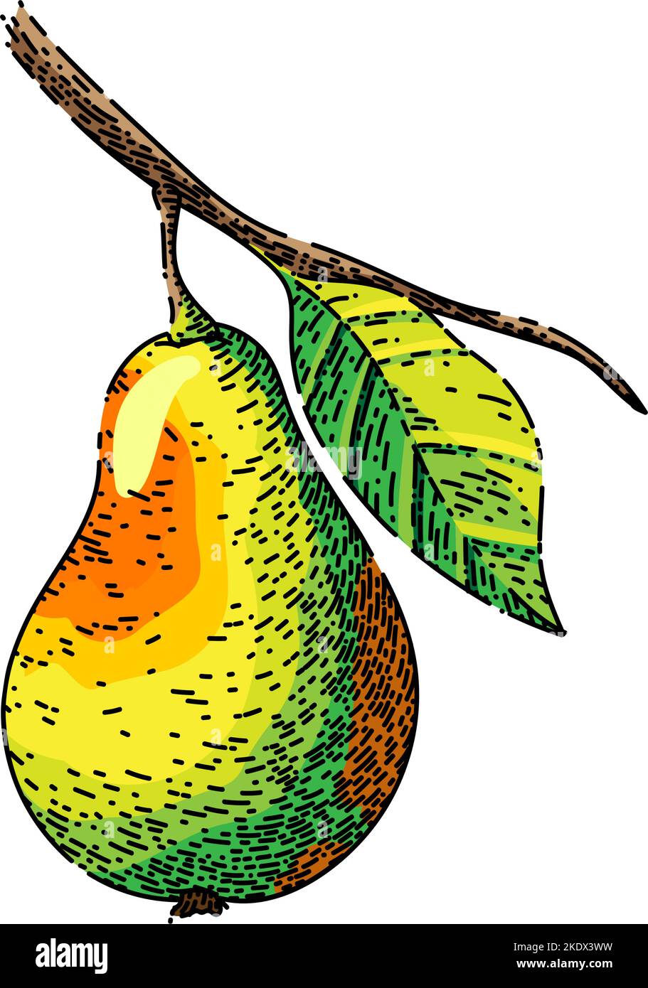 pear leaf sketch hand drawn vector Stock Vector Image & Art - Alamy